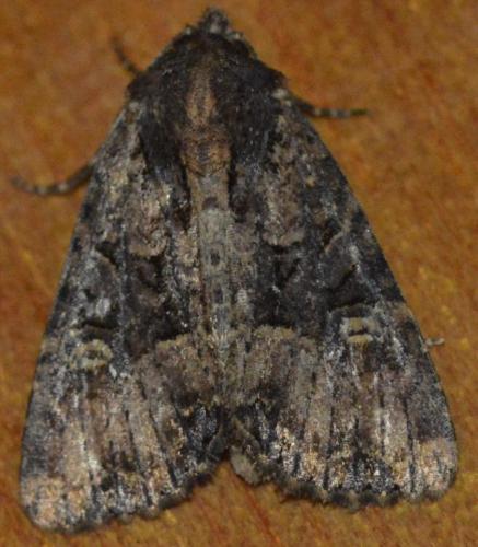 Réf. 252 538 : Mesapamea sp.